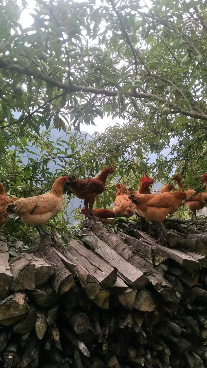 散养土鸡上树鸡山鸡走地鸡