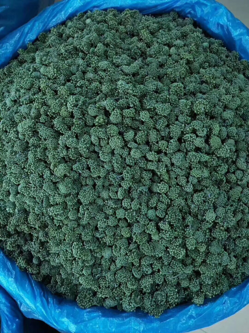 三七花无柄