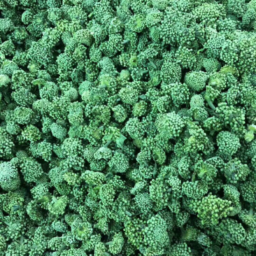 三七花无柄