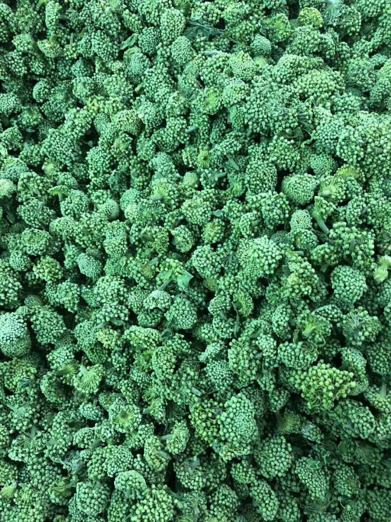 三七花无柄