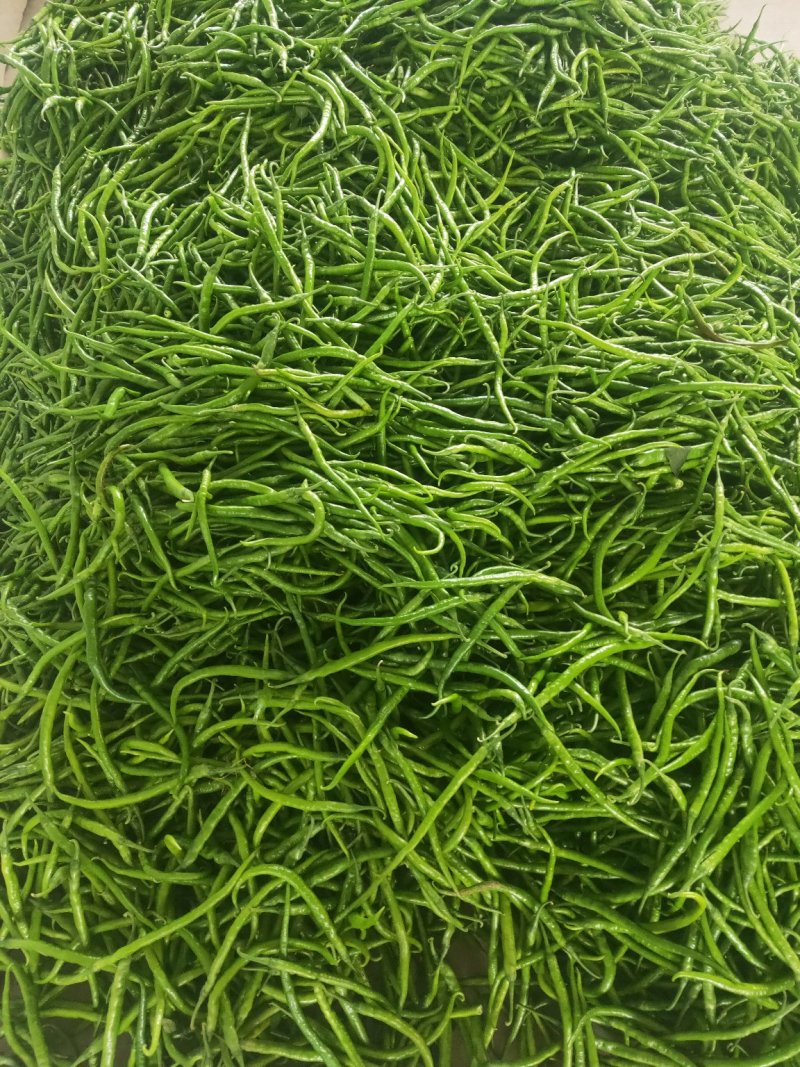 陕西鲜辣椒，二荊条大量供应，产地直发，品质保证！