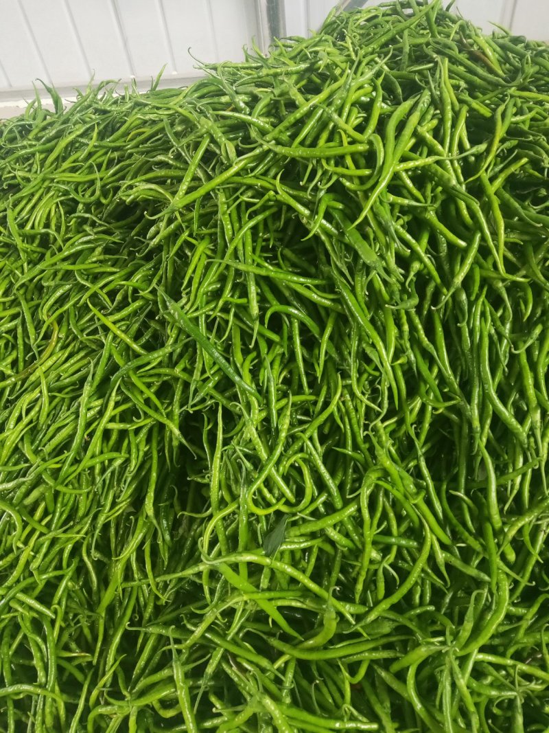 陕西鲜辣椒，二荊条大量供应，产地直发，品质保证！