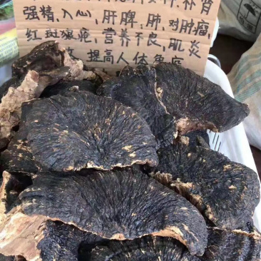 野生薄树灵芝