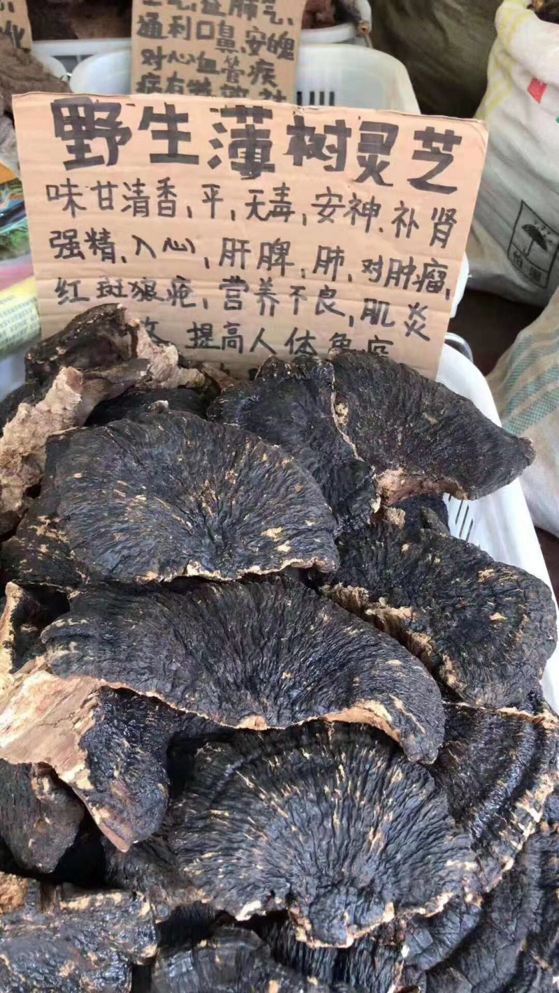 野生薄树灵芝