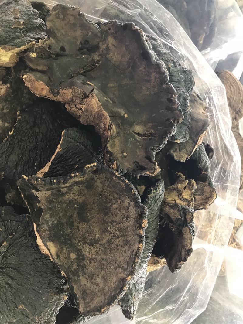 野生薄树灵芝