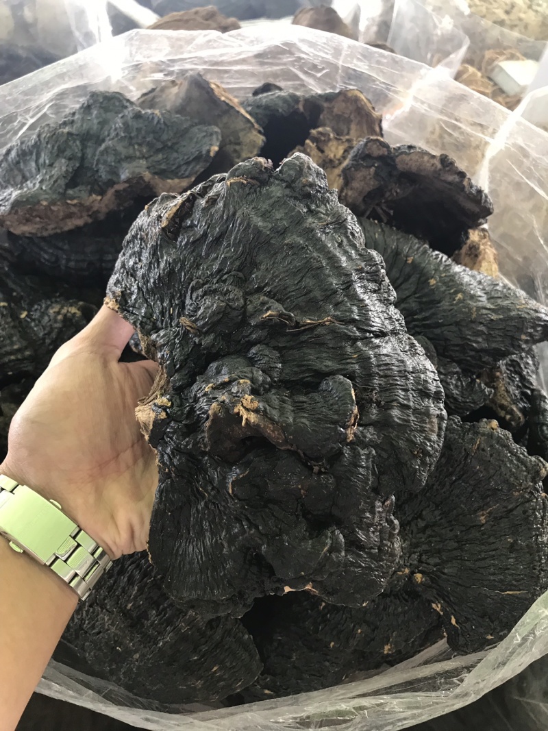 野生薄树灵芝