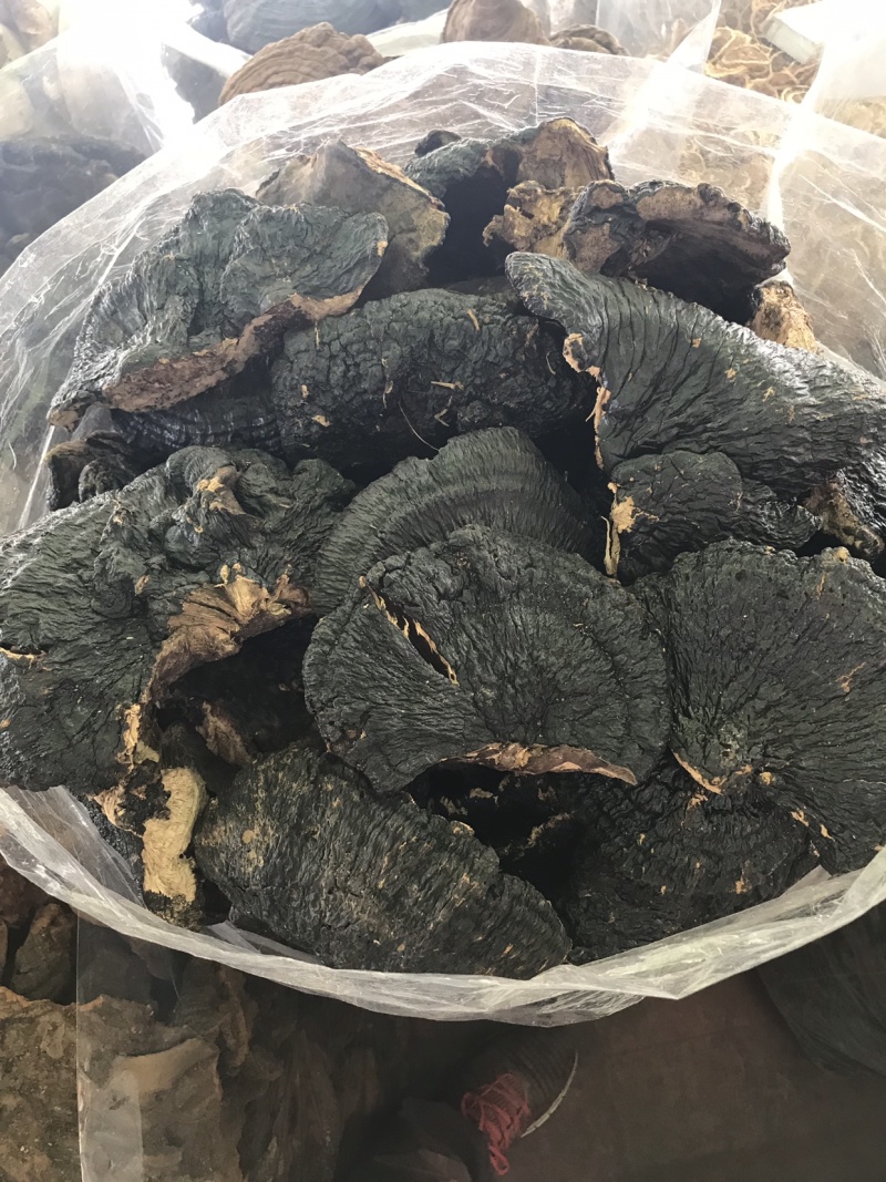 野生薄树灵芝