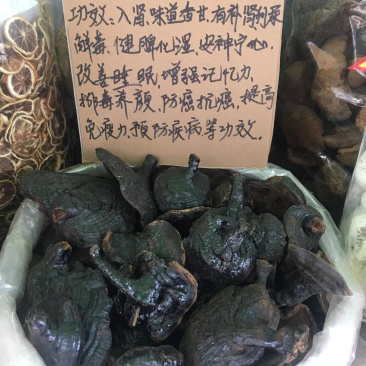 反柄紫灵芝