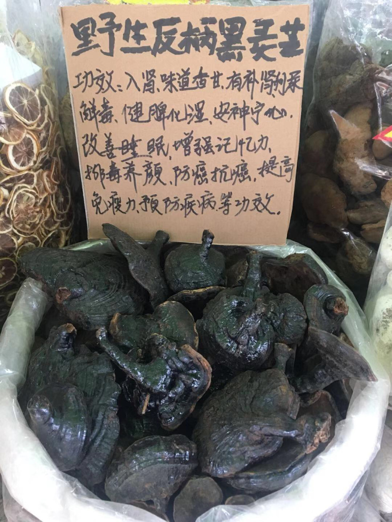 反柄紫灵芝