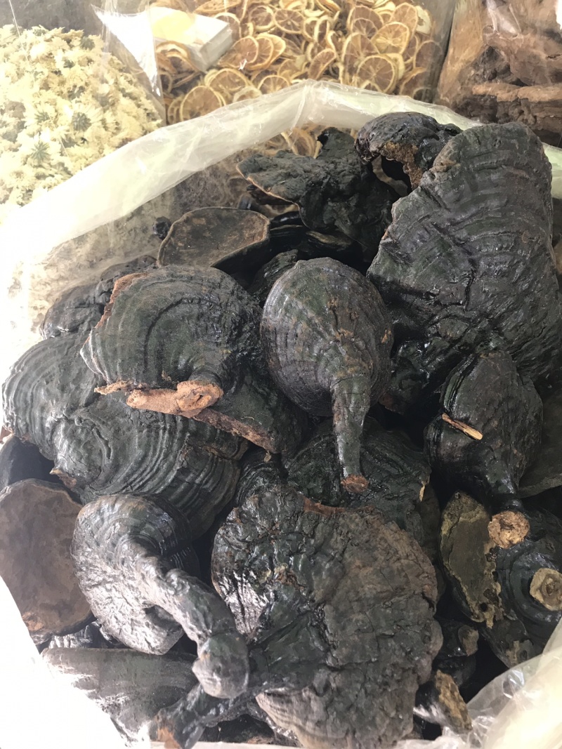反柄紫灵芝