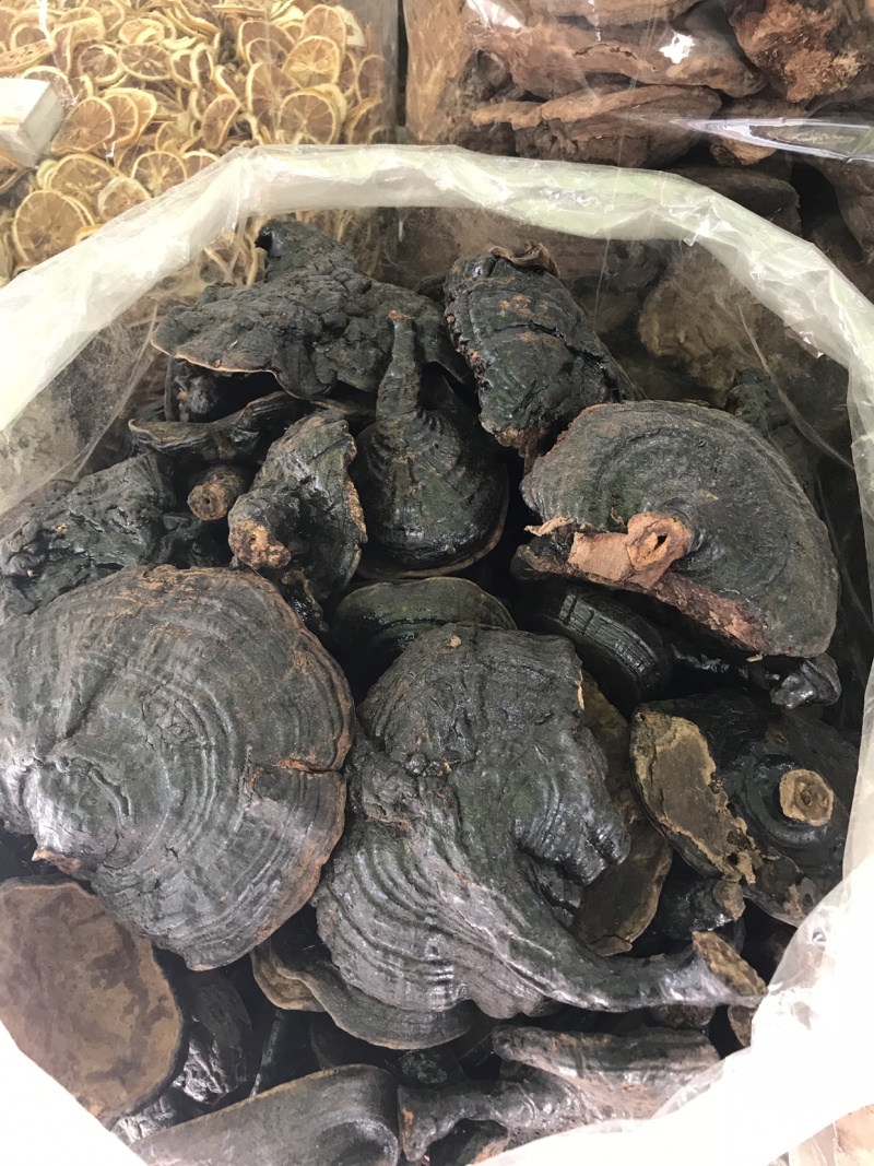 反柄紫灵芝