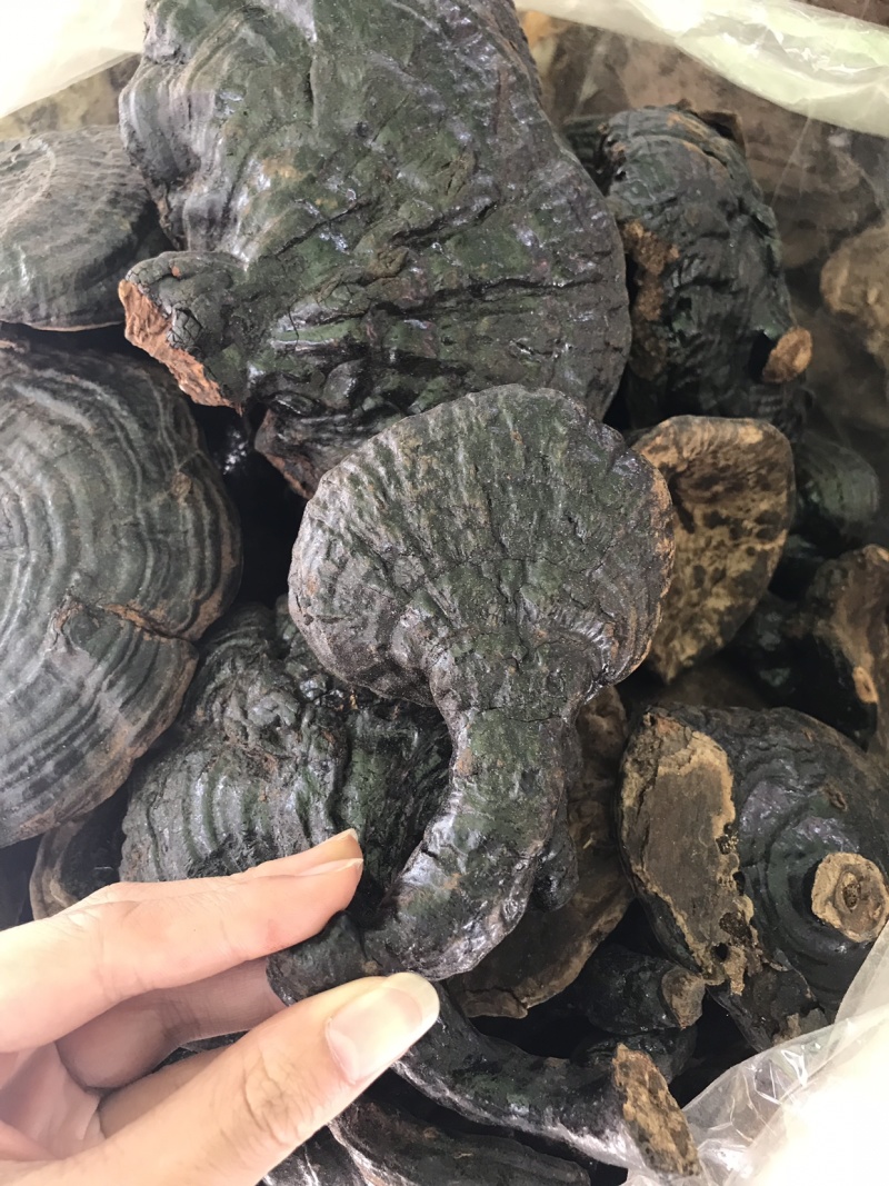 反柄紫灵芝