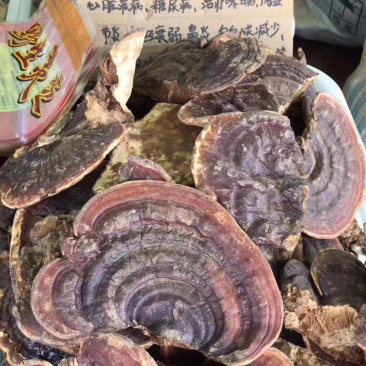 无柄赤灵芝