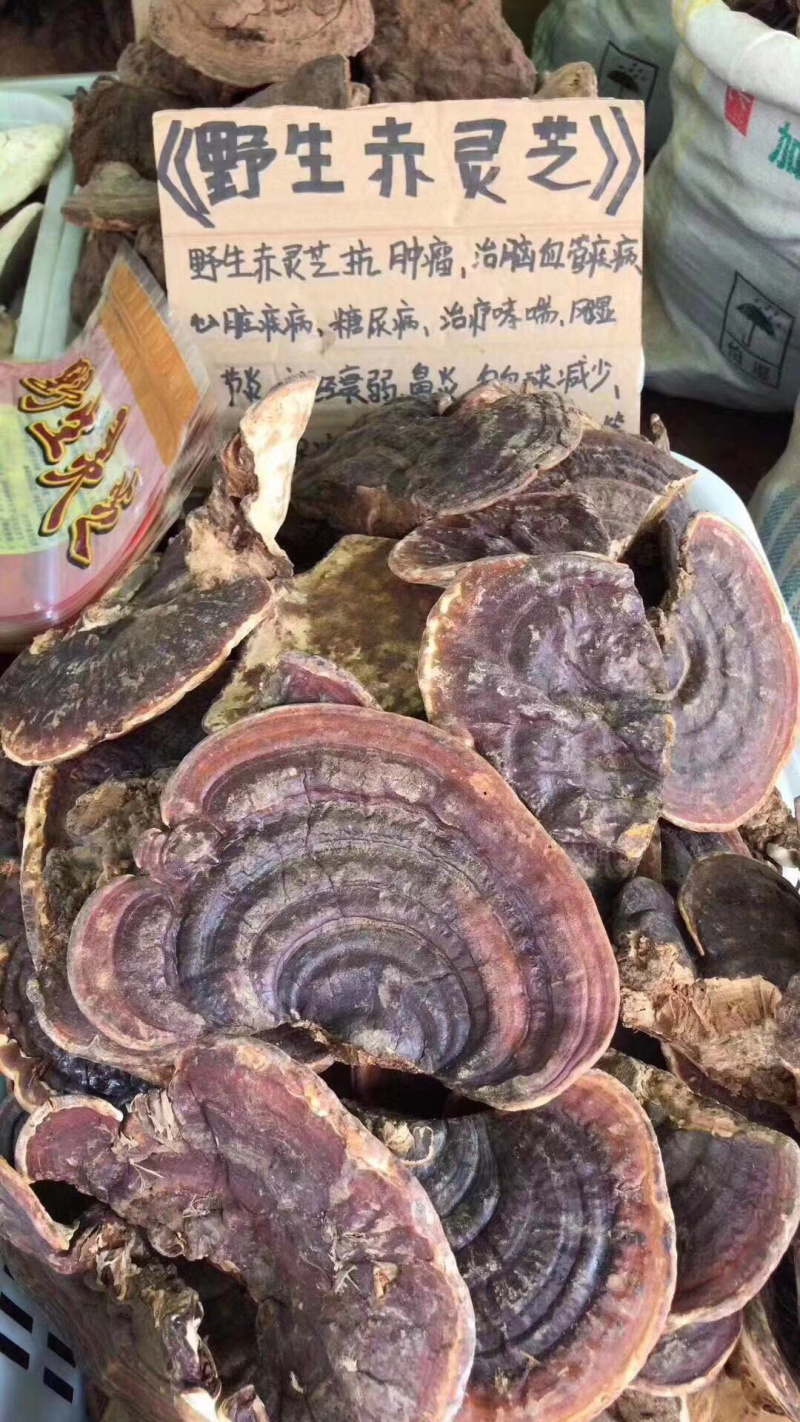 无柄赤灵芝