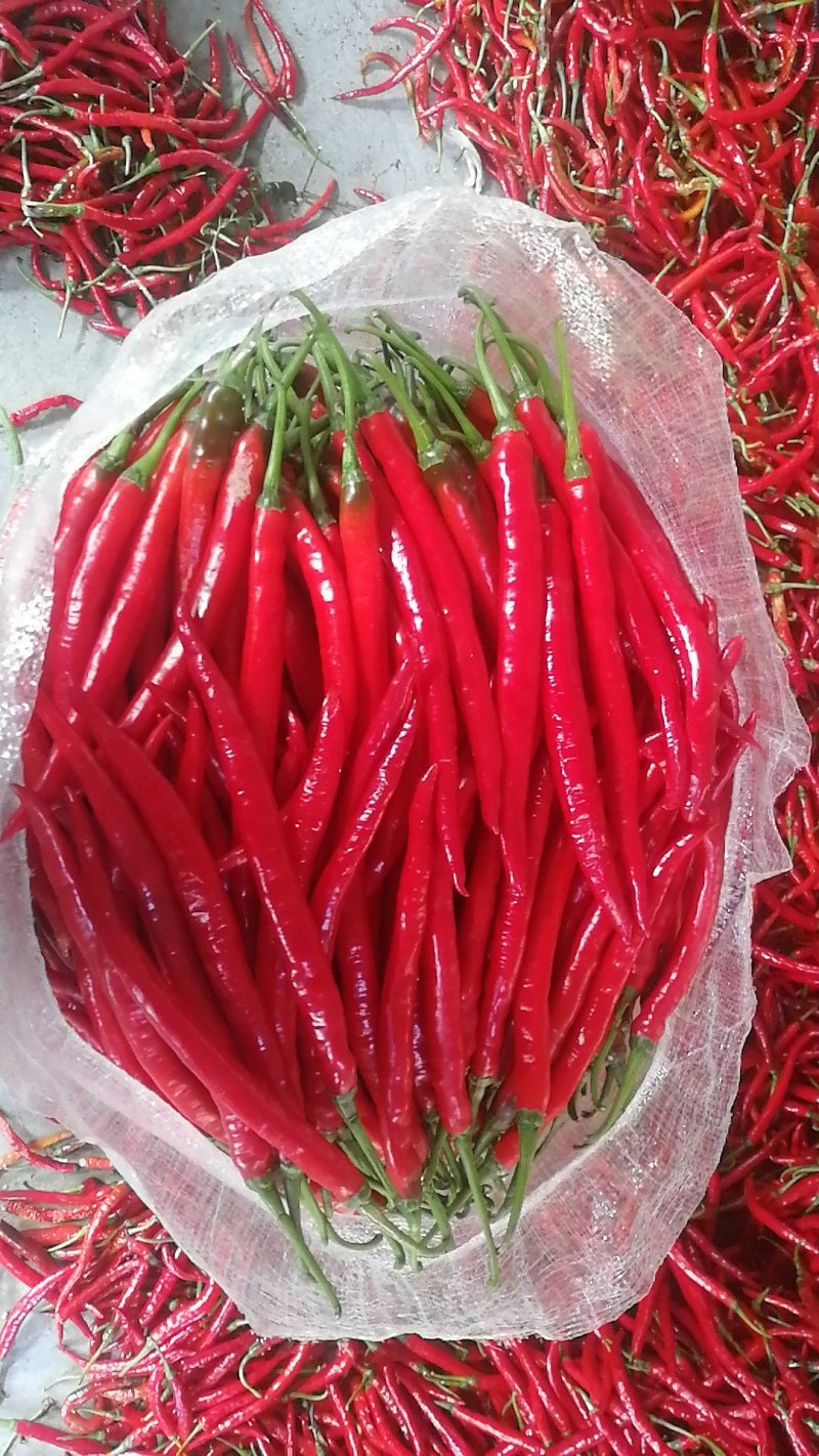 现货，红辣椒