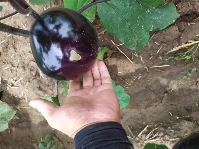 茄子茄子