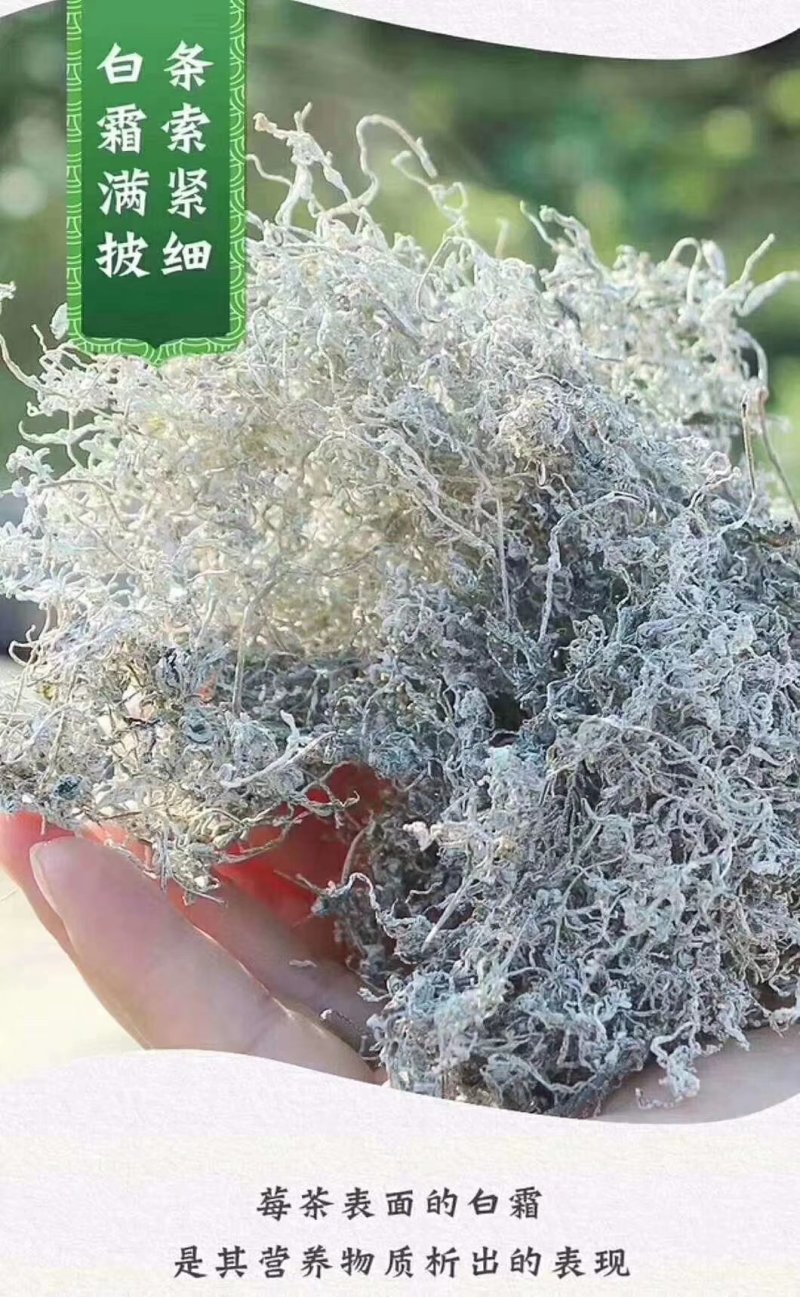 湖南张家界特产莓茶，自产自销，常年供货