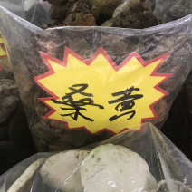 野生桑黄