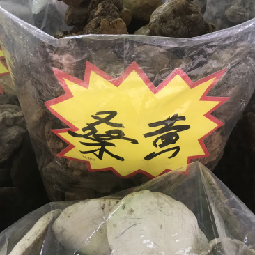 野生桑黄