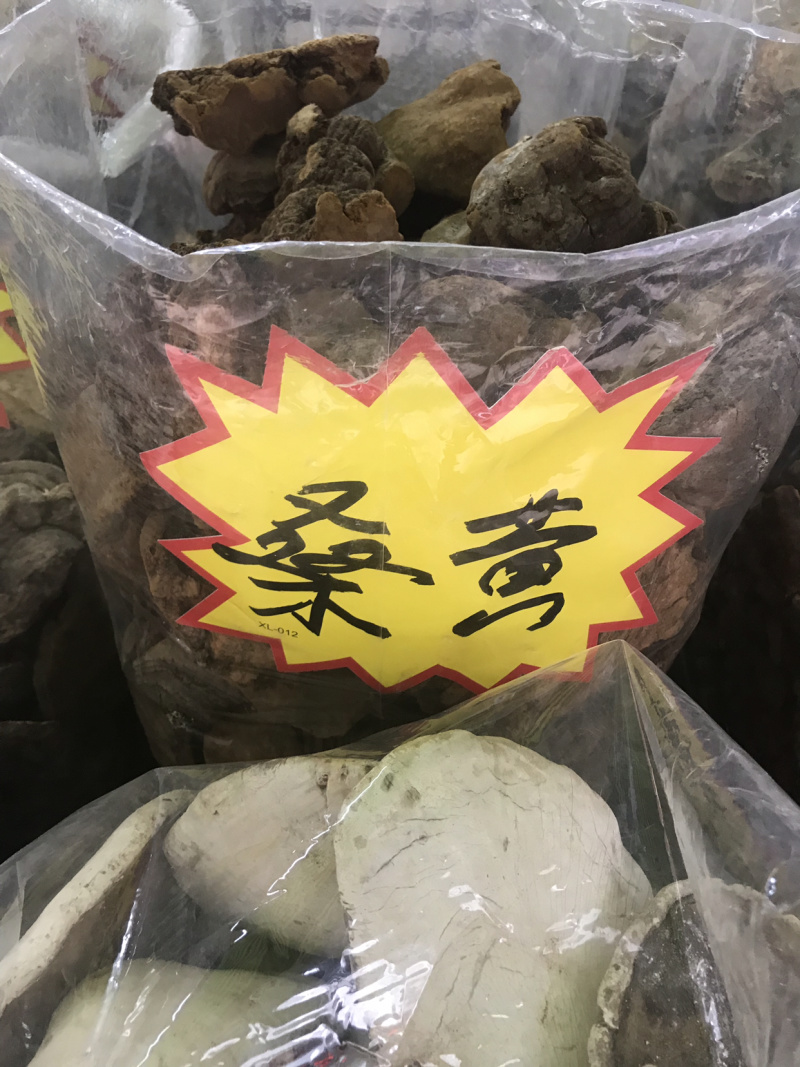 野生桑黄