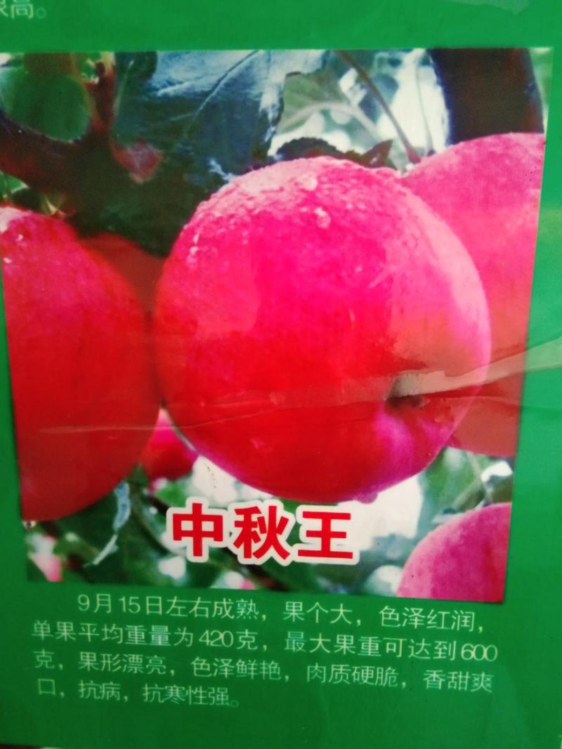 苹果树.华硕丶中秋王，阿斯蛇果(花花牛)