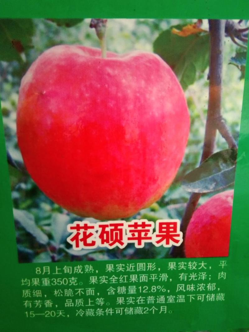 苹果树.华硕丶中秋王，阿斯蛇果(花花牛)