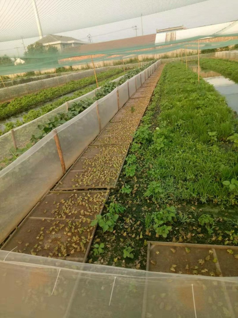 全国提供青蛙苗，成品蛙全程一对一技术指导保质保量欢迎考察
