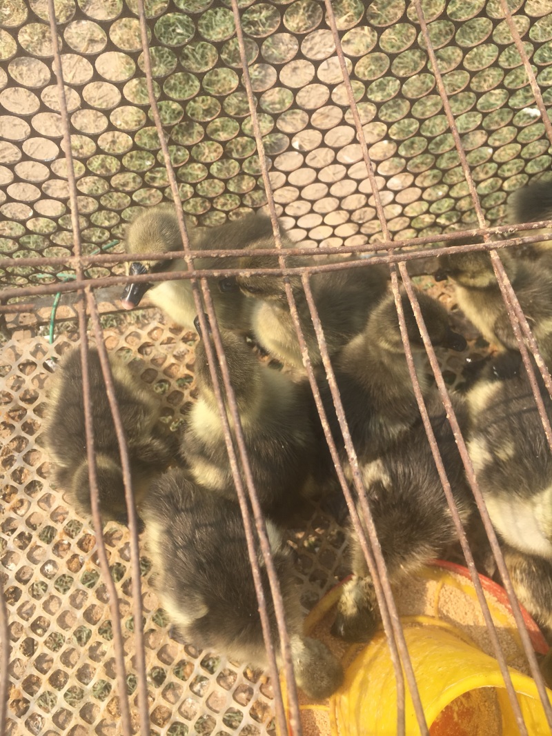 出售雁鹅苗成年大鹅苗狮头鹅各种珍禽等