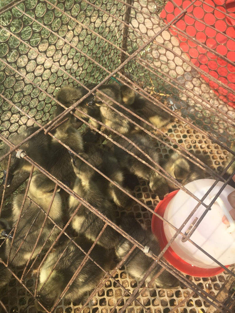 出售雁鹅苗成年大鹅苗狮头鹅各种珍禽等