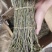 正品霍山铁皮石斛鲜条500g新鲜枫斗颗粒干条仿野生礼盒装