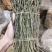 正品霍山铁皮石斛鲜条500g新鲜枫斗颗粒干条仿野生礼盒装