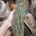 正品霍山铁皮石斛鲜条500g新鲜枫斗颗粒干条仿野生礼盒装
