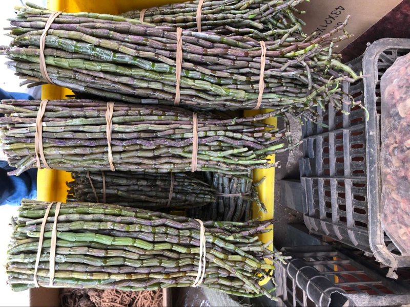 正品霍山铁皮石斛鲜条500g新鲜枫斗颗粒干条仿野生礼盒装