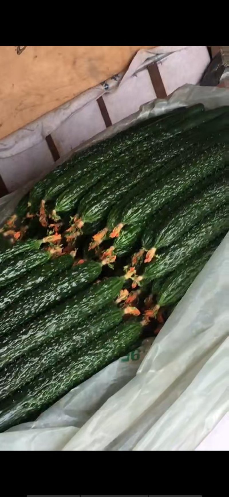 种苗