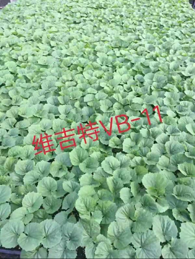 种苗
