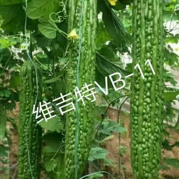 种苗