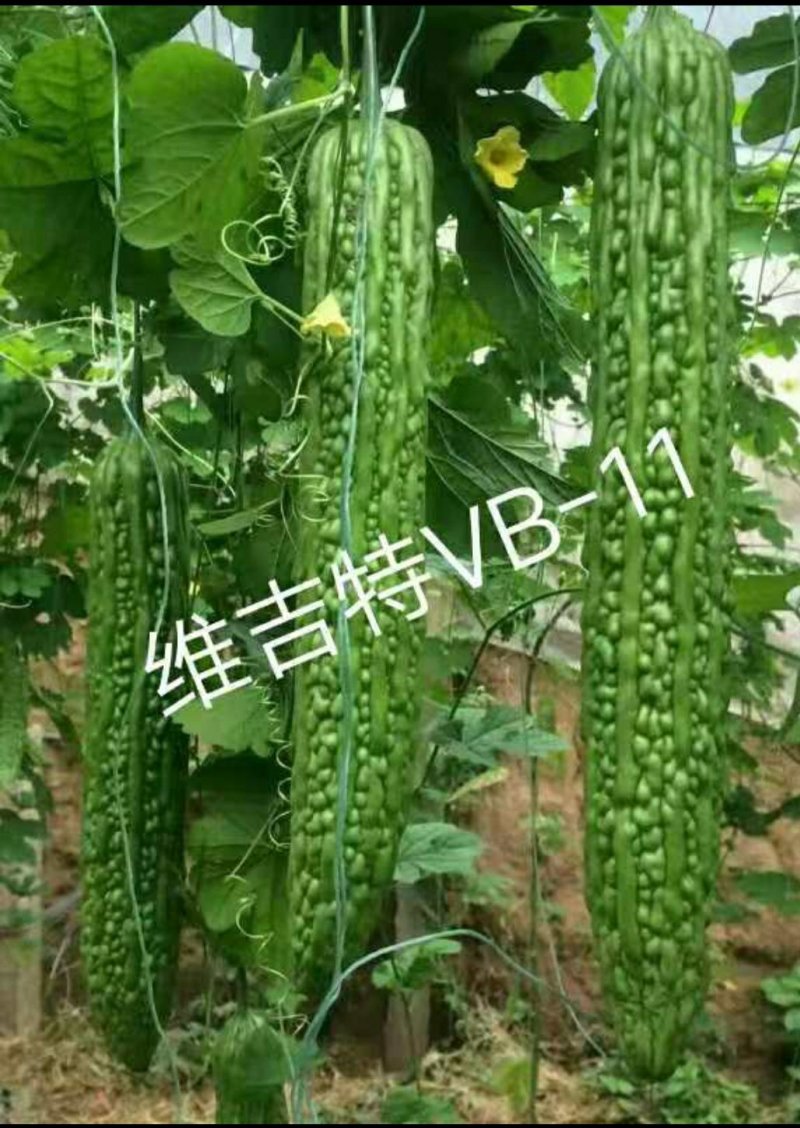 种苗