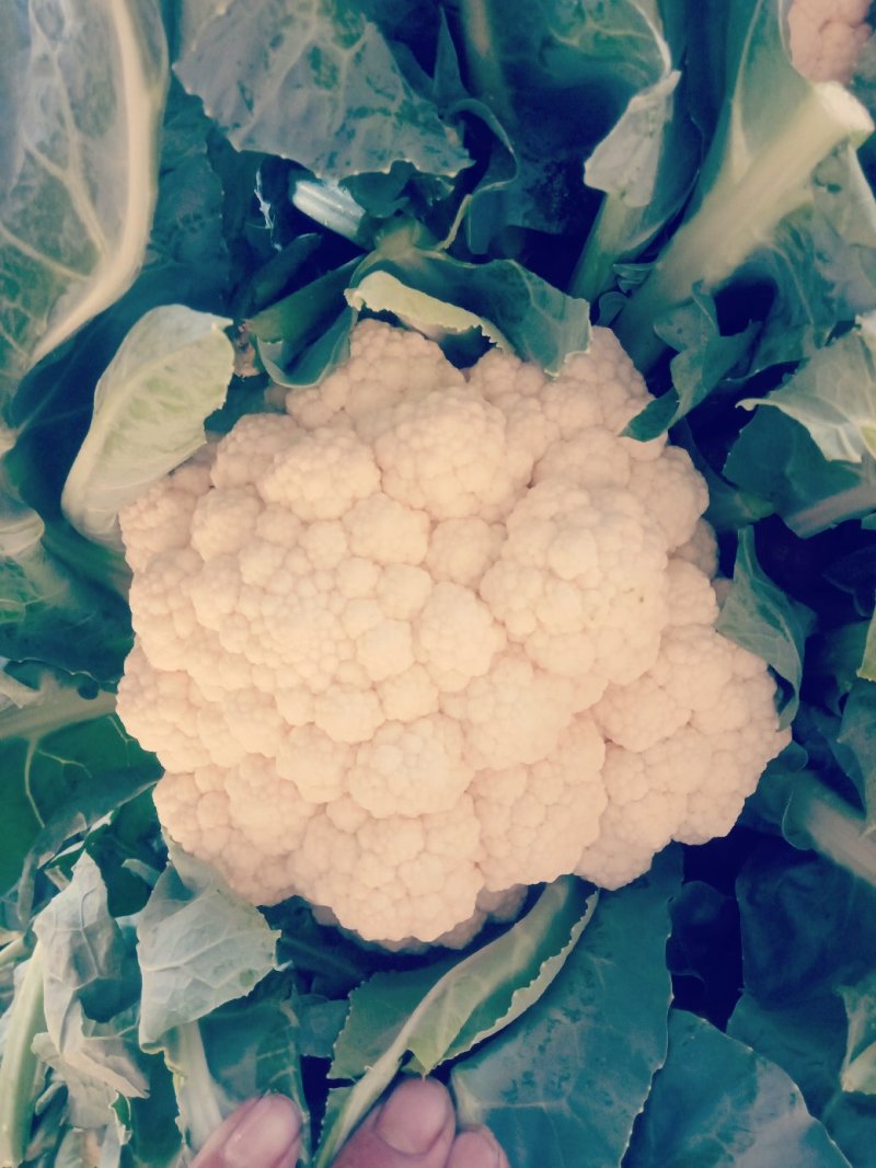 精品菜花，精品菜花，产地发货，质量保证，