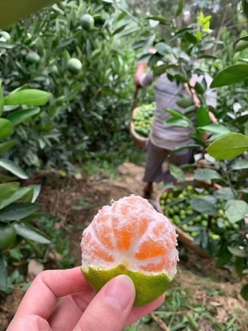 精品湖北蜜橘柑桔特早蜜橘皮薄肉厚诚信供应蜜橘
