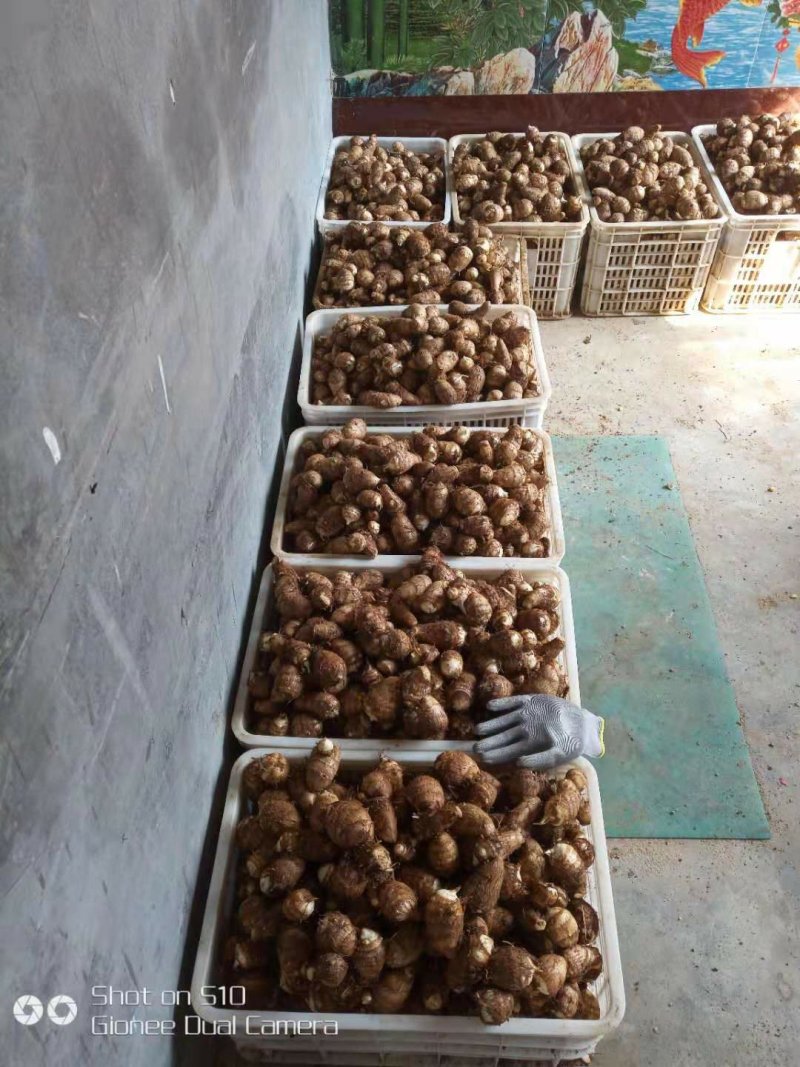 8520芋头大量供货了，精品货源，抓紧联系了