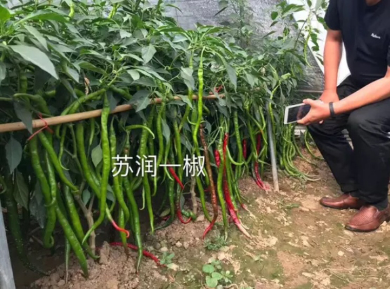 【精品特长线椒种子】苏润一号苏润一椒线椒种子辣椒亩产万斤