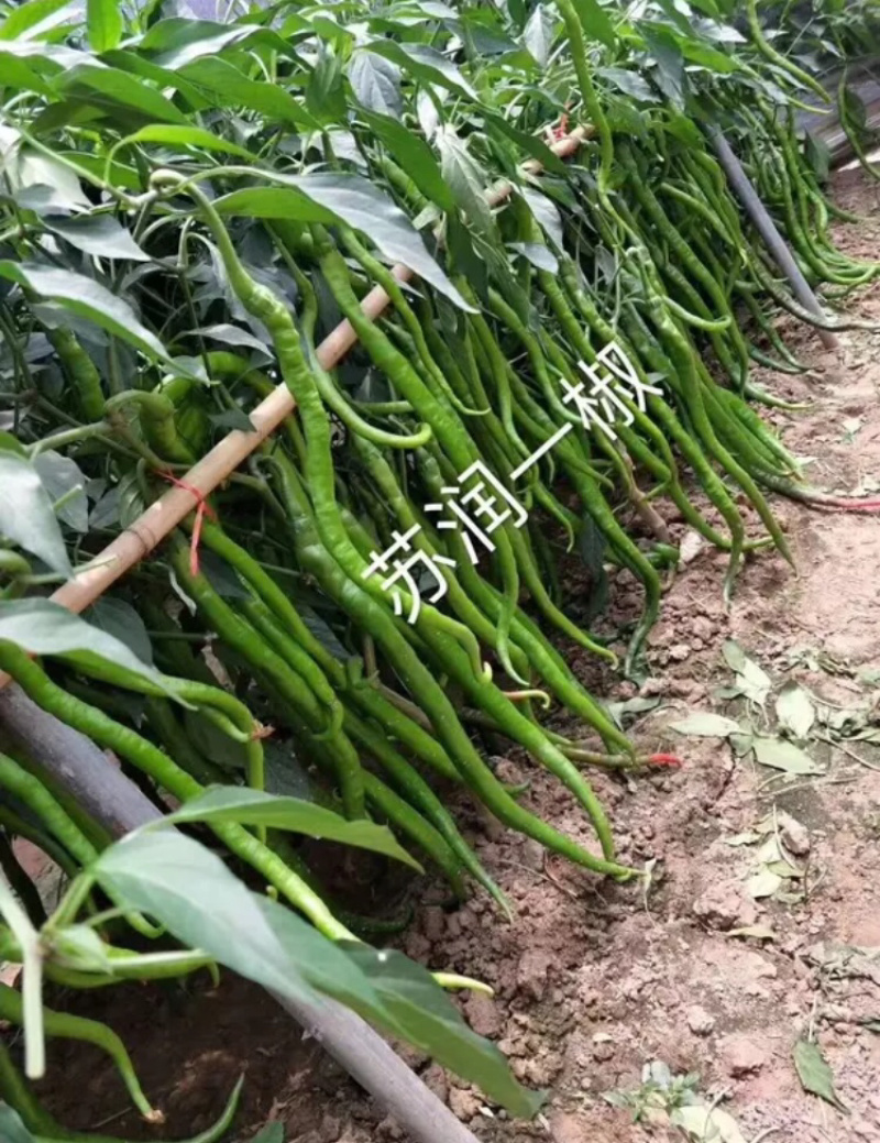 【精品特长线椒种子】苏润一号苏润一椒线椒种子辣椒亩产万斤