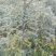山豆根种子免费提供种植技术