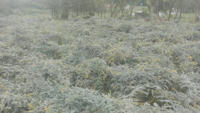 山豆根种子免费提供种植技术