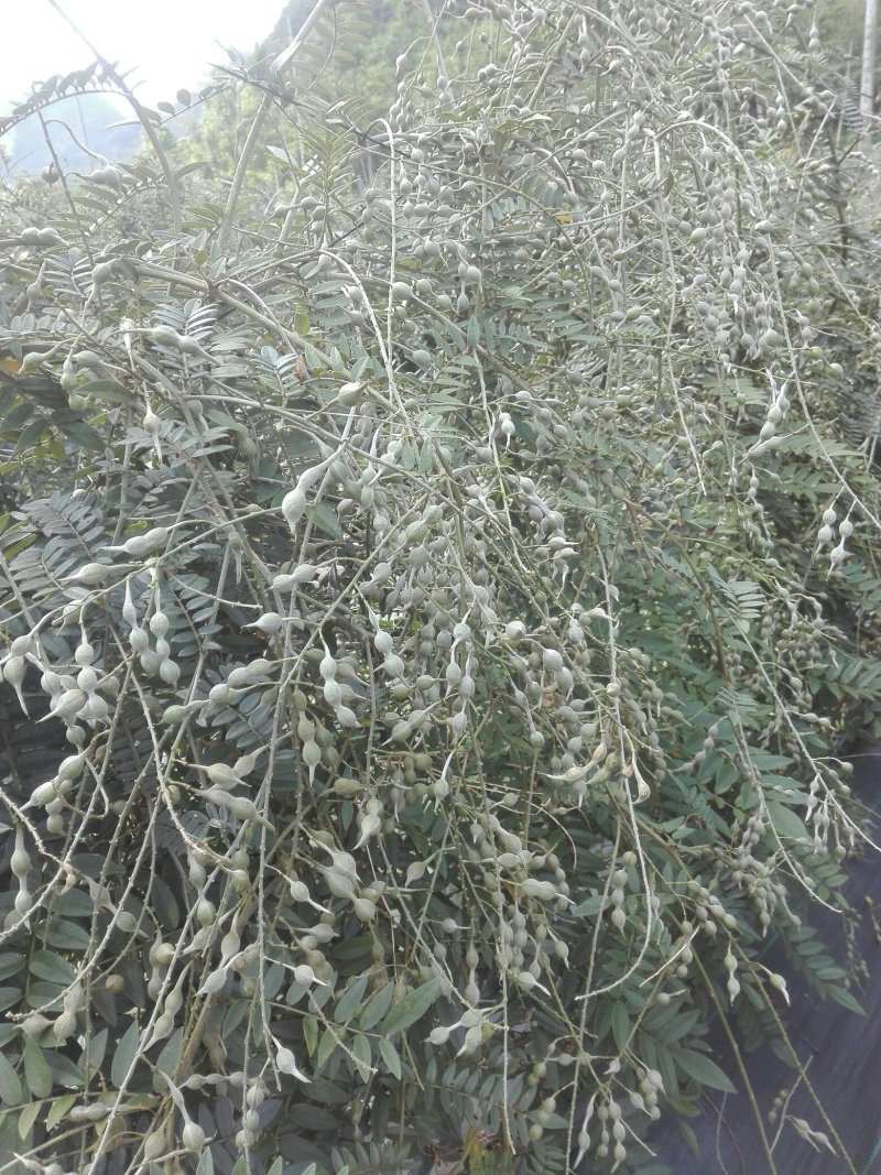 山豆根种子免费提供种植技术