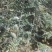 山豆根种子免费提供种植技术