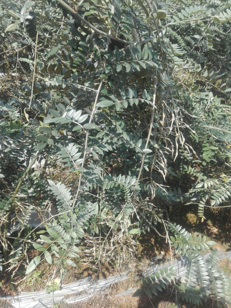 山豆根种子免费提供种植技术