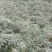 山豆根种子免费提供种植技术