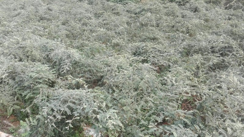 山豆根种子免费提供种植技术