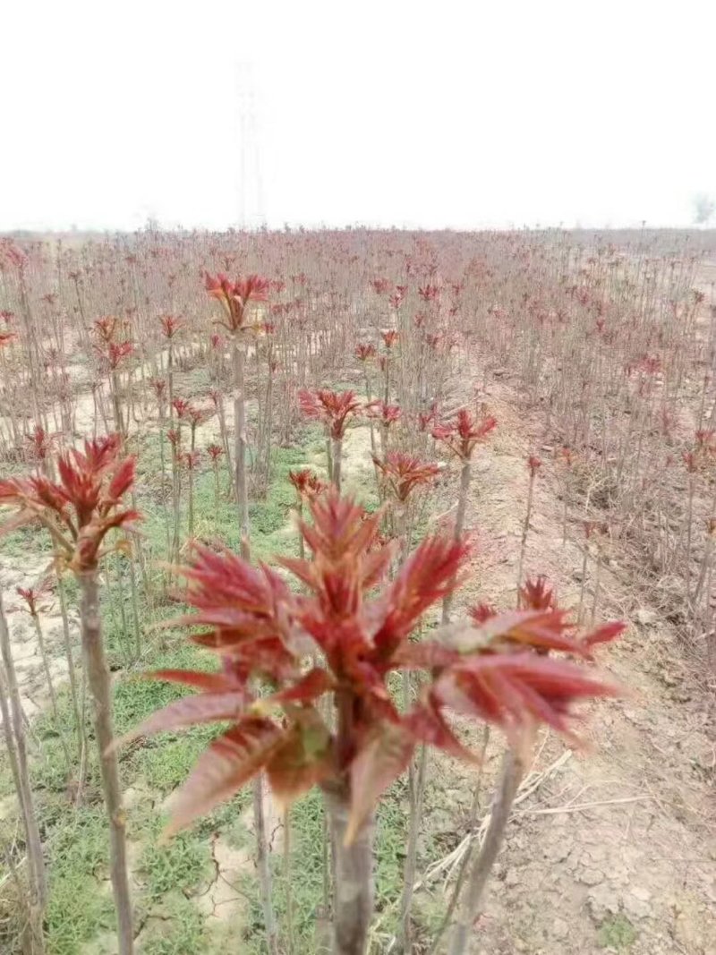 红油香椿苗香椿苗红油6号矮化香椿苗提供技术指导